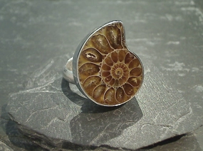 Adjustable Size Fossil Ammonite, Fine Sterling Silver Ring Refined Highlight Modern Line